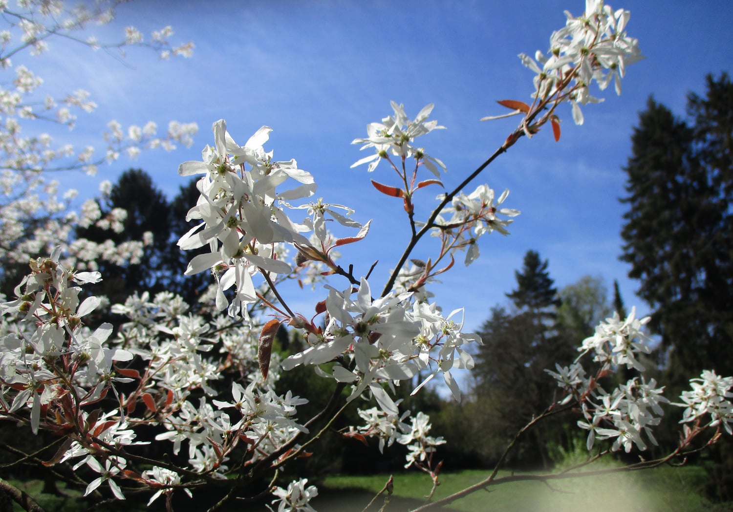 Illustrative photograph of Juneberry; see detail for image identity and credit