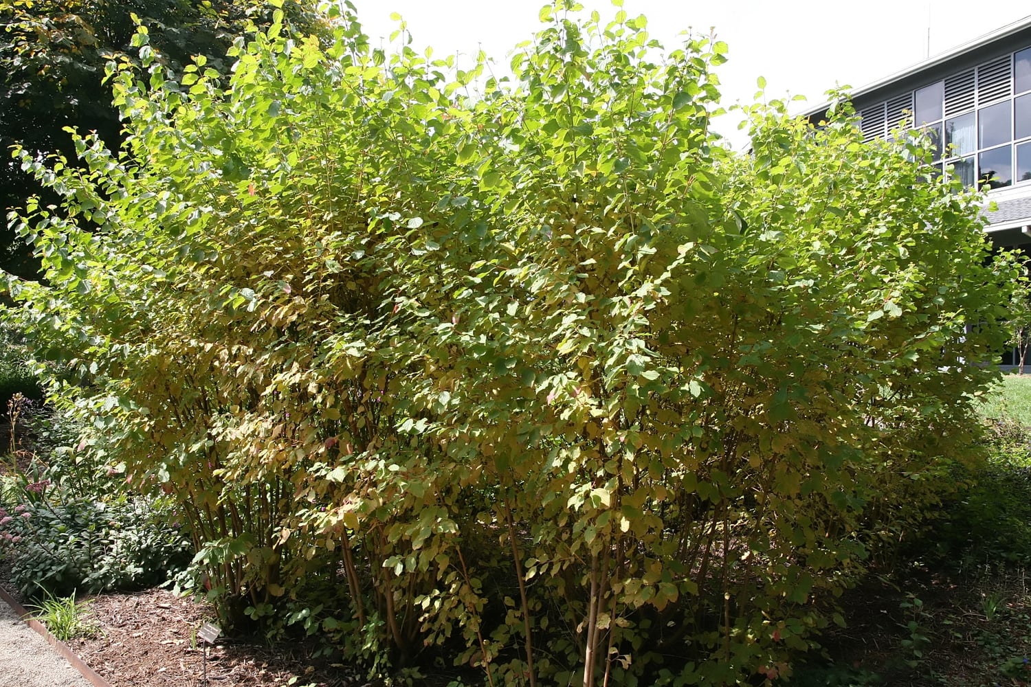 Illustrative photograph of Midwinter Fire dogwood; see detail for image identity and credit