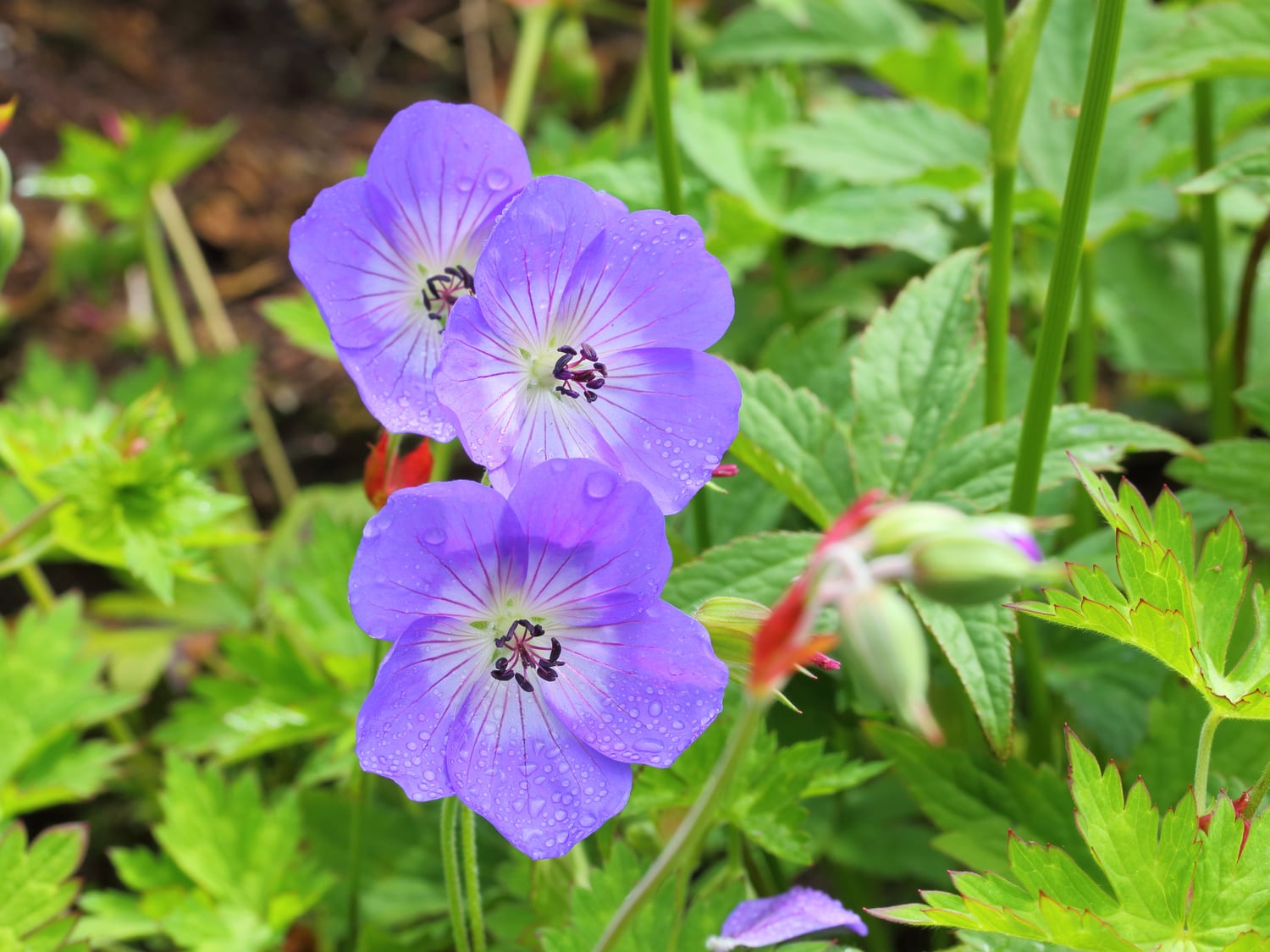 Illustrative photograph of Rozanne geranium