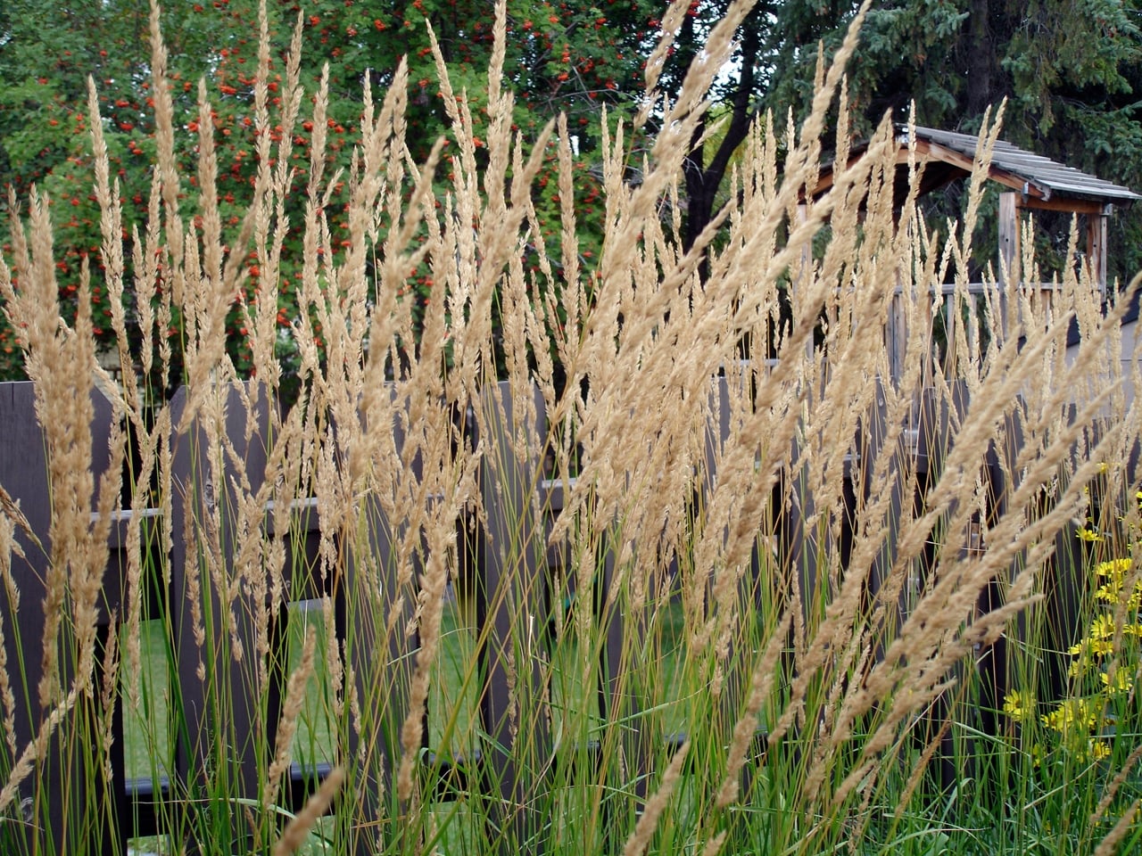 Illustrative photograph of Karl Foerster reed grass