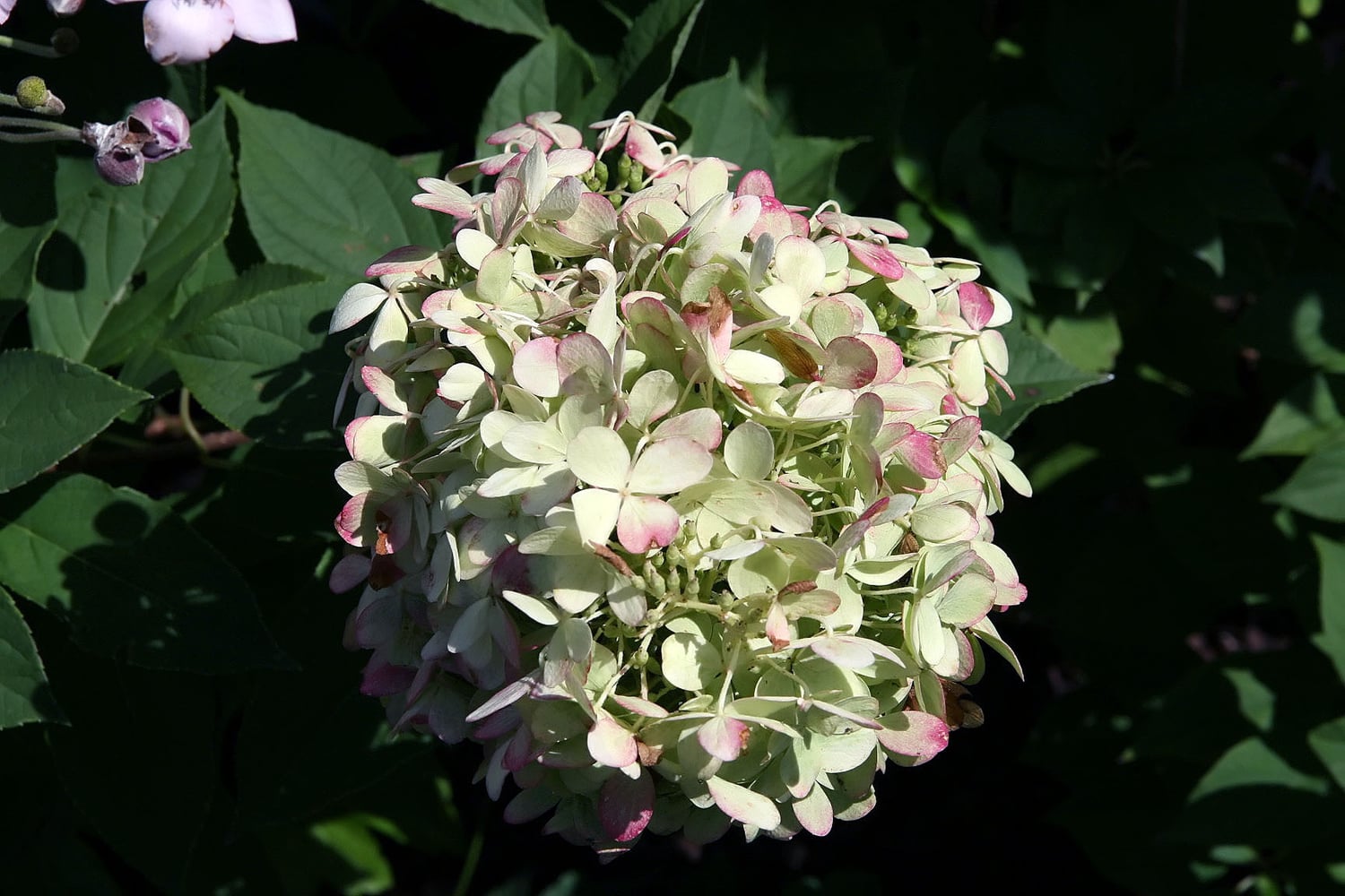 Illustrative Limelight hydrangea photograph