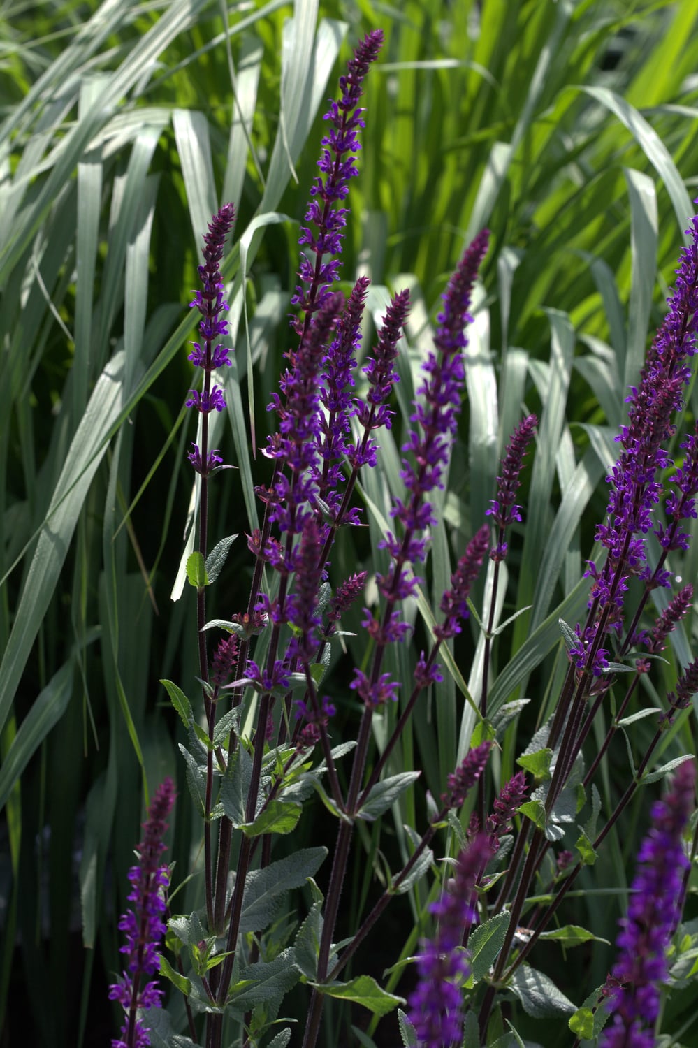 Illustrative photograph of Caradonna sage; see detail for image identity and credit