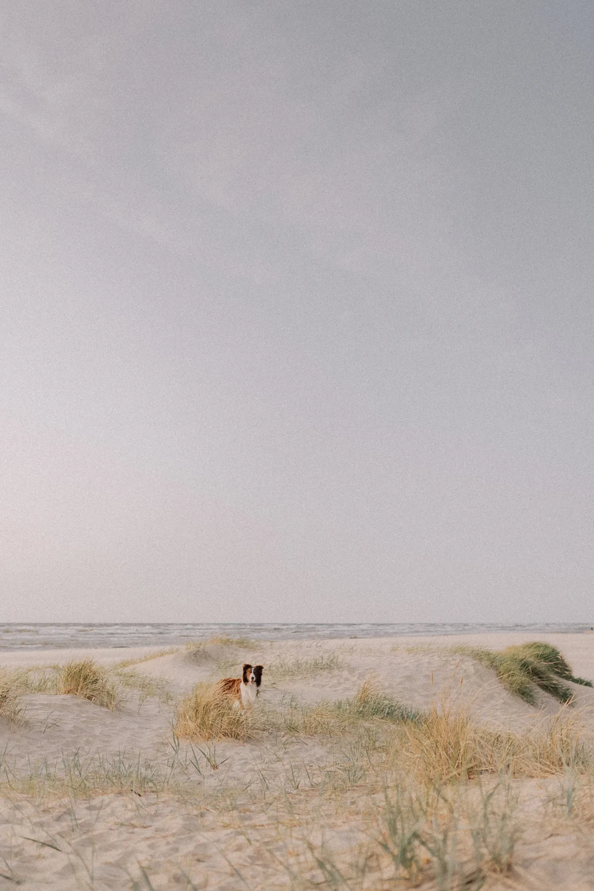 A dog among coastal grasses and dunes beside the sea
