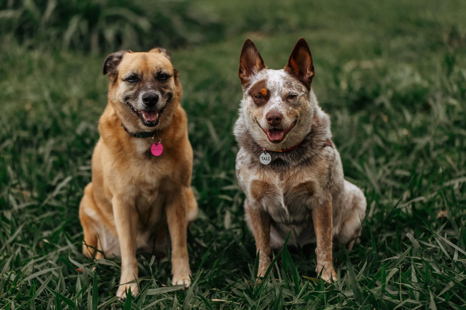 Two dogs sitting side by side in green grass