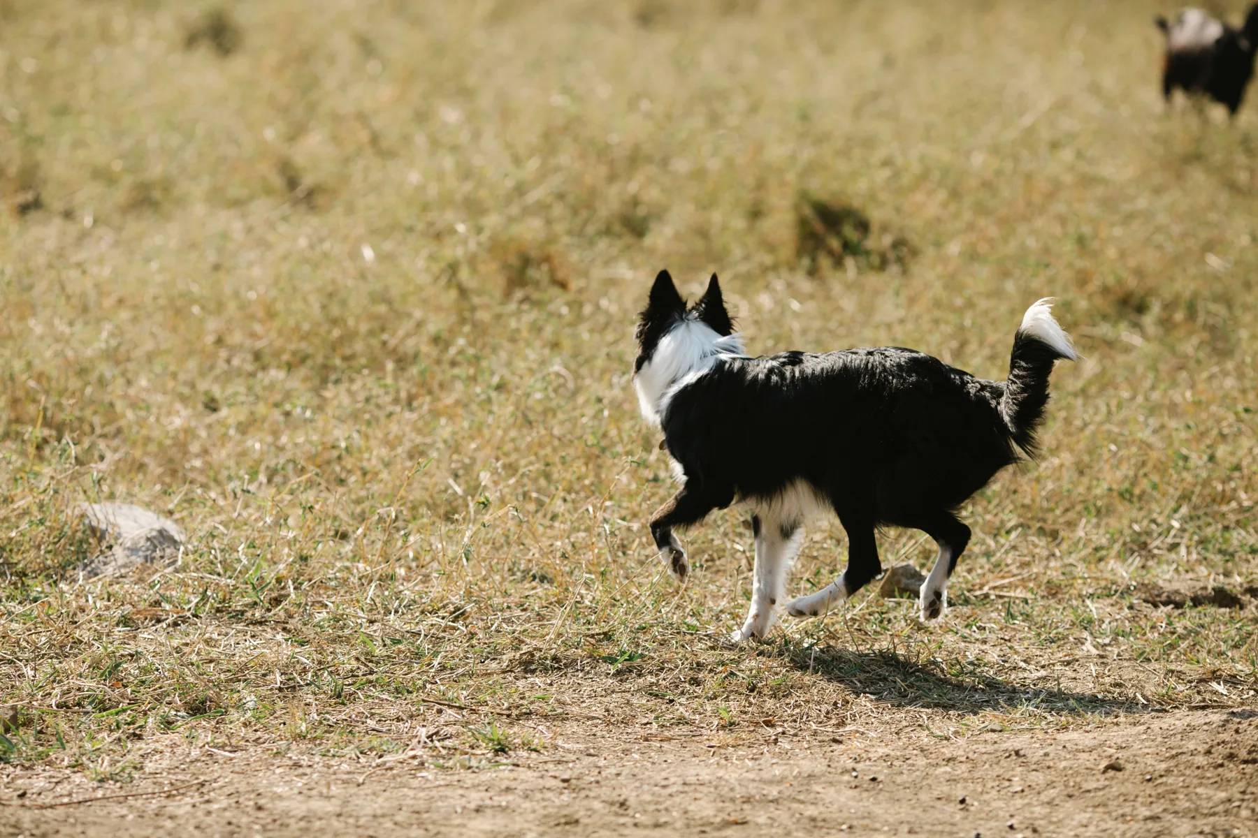 A border collie running across grass