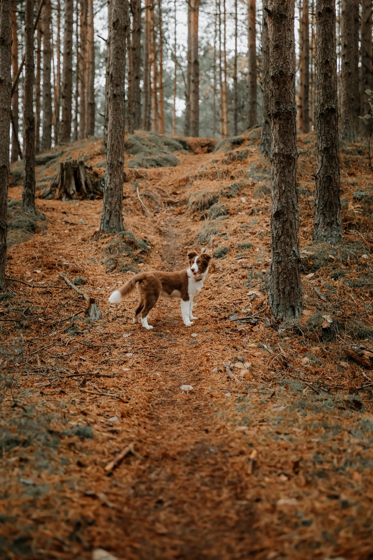 A border collie exploring an autumn woodland path