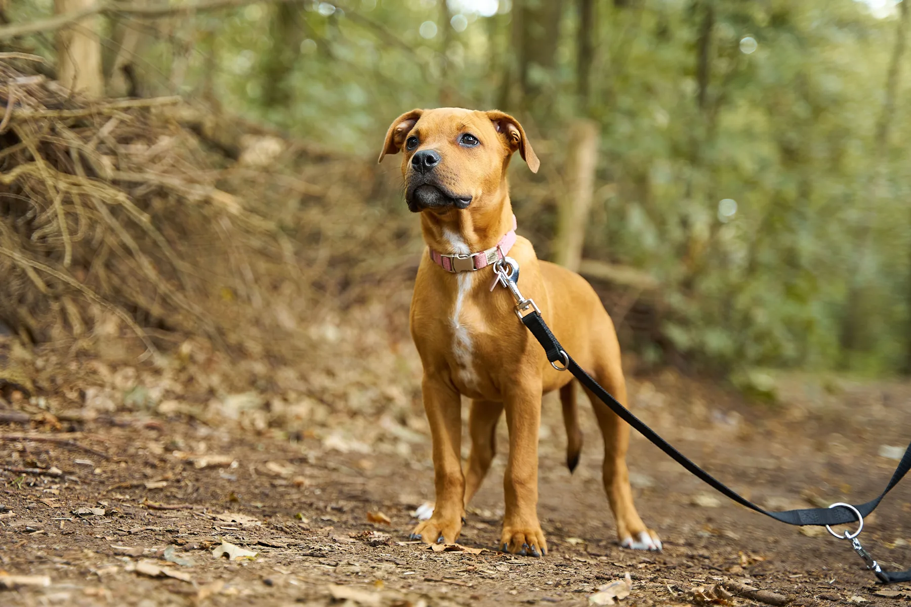 A brown dog on a lead standing on a woodland trail